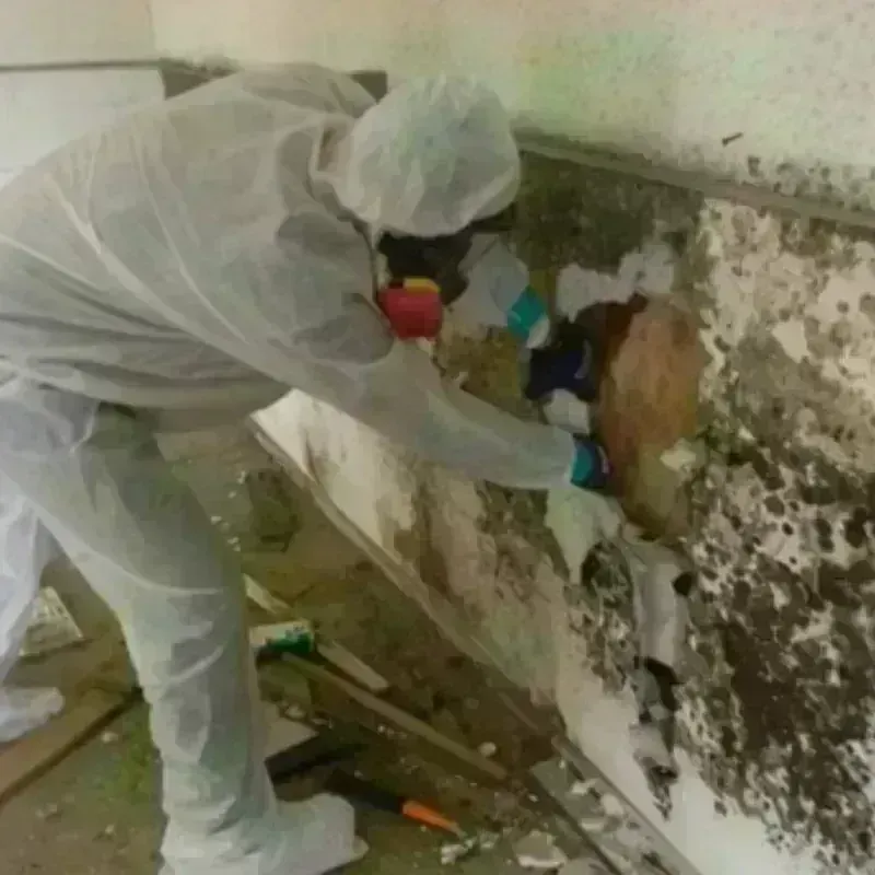 Mold Remediation and Removal in Southern Gateway, VA